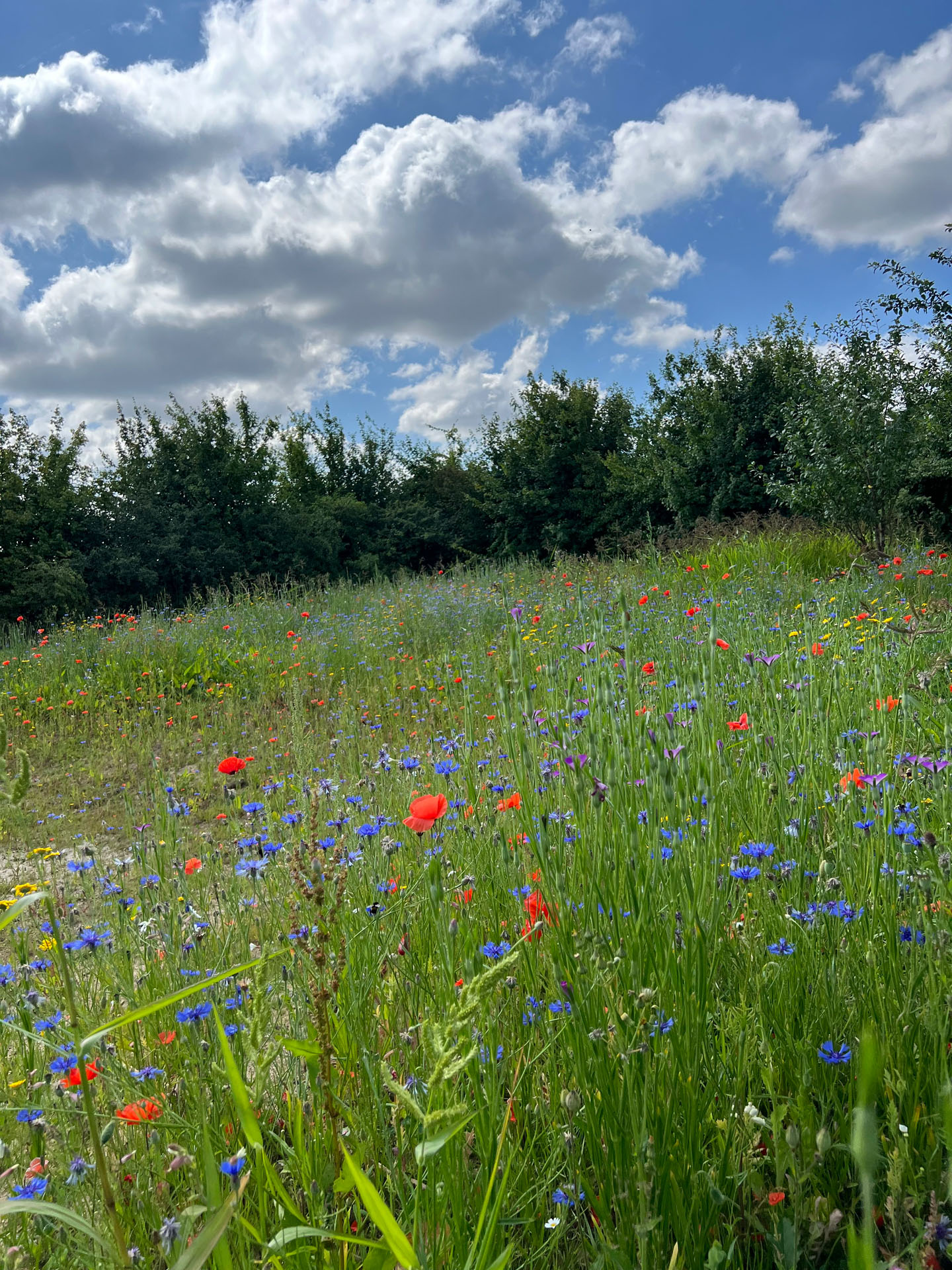 Project Image /images/projecten/05 Project TDR - Steenhuffel/09.jpg